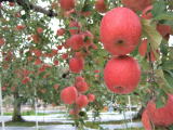 サンふじりんご、こうとく、紅玉、青林
