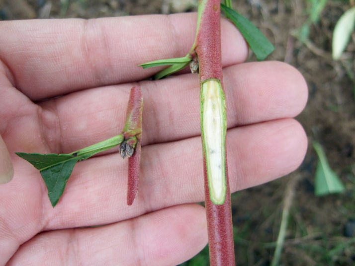 芽接ぎ 穂接ぎ 挿し木 挿し穂 取り木の方法